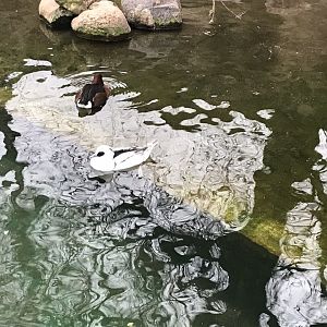 Smew and Ferruginous duck 280118