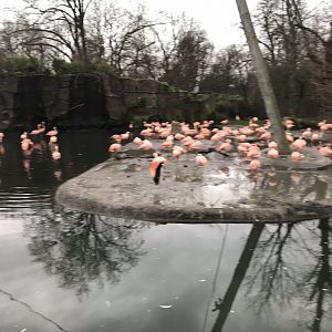 Flamingo Lagoon - Chilean flamingos 280118