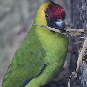 Horned parakeet playing