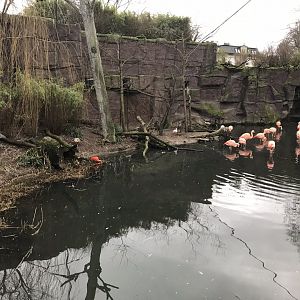 Flamingo Lagoon 280118