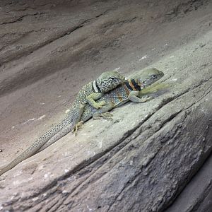 Mojave collared lizards
