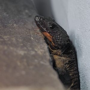 Flame-bellied zonure