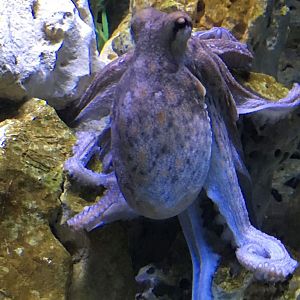 Aquarium - Octopus sp. 280118