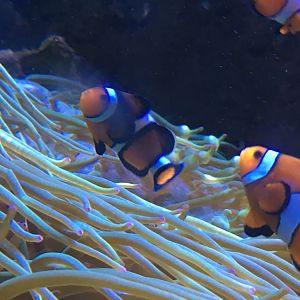 Aquarium - Clown fish 280118