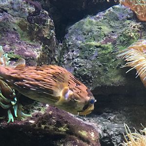 Diodon holocanthus 280118