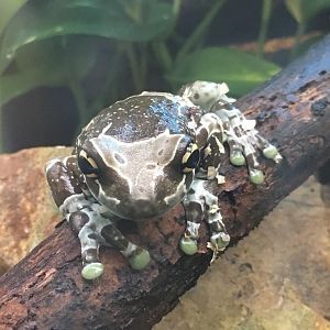 Reptile House - Amazon milk frog 280118