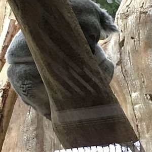 Koala 280118