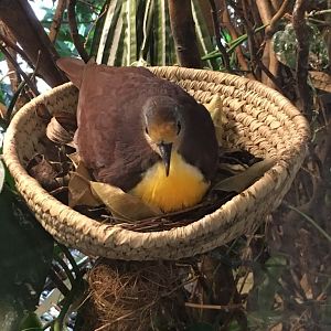Cinnamon ground dove 280118