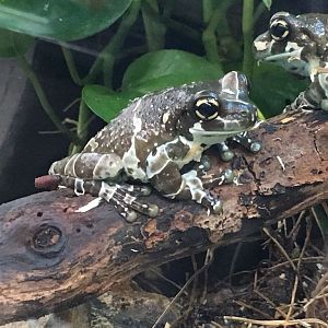 Reptile House - Amazon milk frog 280118