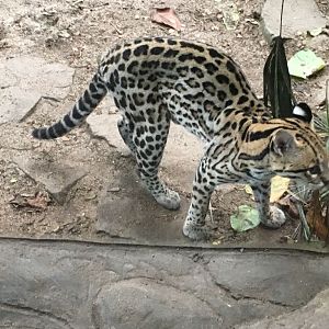 Gondwanaland - Ocelot 280118