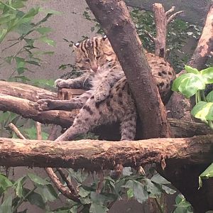 Gondwanaland - Fishing cat 280118
