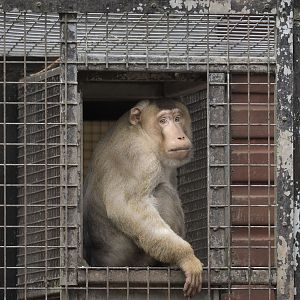 Southern pig-tailed macaque