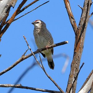 Female plum-headed finch