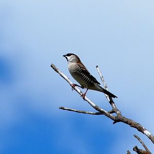 Male plum-headed finch