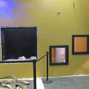 Curious Creatures Additional Exhibits Construction