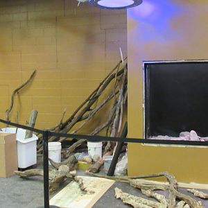 Curious Creatures Additional Exhibits Construction