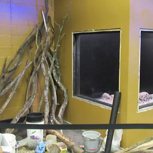 Curious Creatures Additional Exhibits Construction