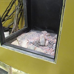 Curious Creatures Additional Exhibits Construction