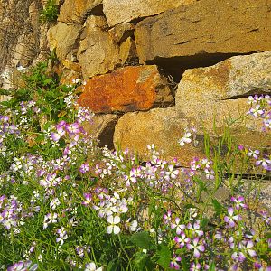 Dongji Islands - Wild flowers and dry stone wall
