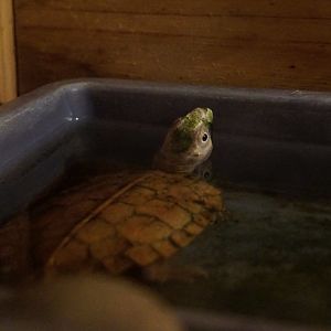 Vietnamese leaf turtle