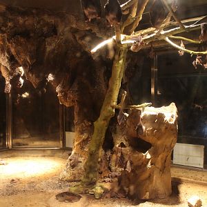 Bat exhibit