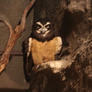 Spectacled owl