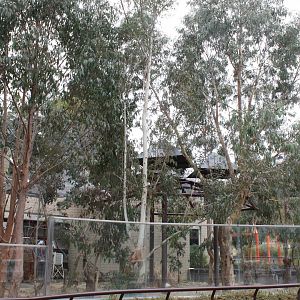 Koala exhibit