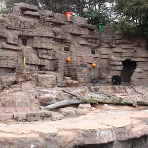 Spectacled bear exhibit