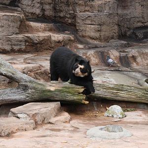 Spectacled bear