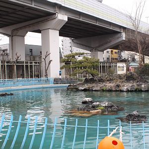 Exhibit for gray heron