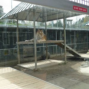 Tiger Exhibit