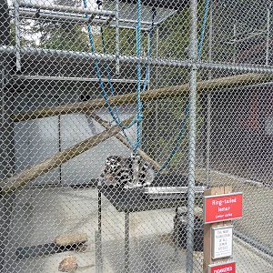 Ring-Tailed Lemur Exhibit