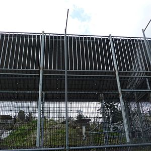 Future Tiger Exhibit