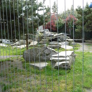 Cougar Exhibit