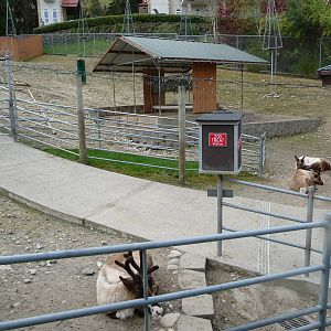 Reindeer Exhibit