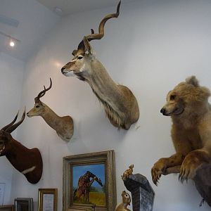 Cougar Mountain Museum