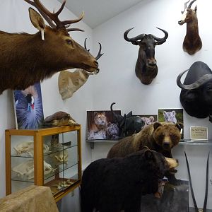 Cougar Mountain Museum