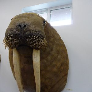 Cougar Mountain Museum