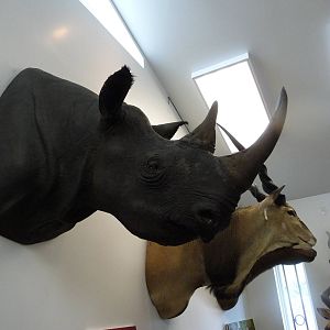 Cougar Mountain Museum