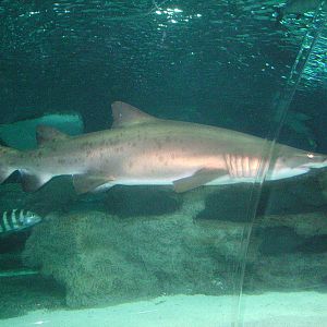 blue planet aquarium