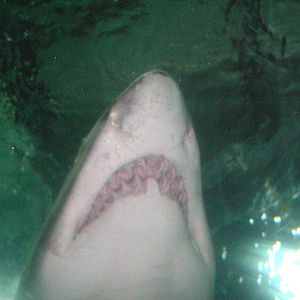 blue planet aquarium