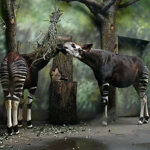 okapi