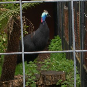 Cassowary