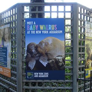 Sign-Baby Walrus at NY Aquarium