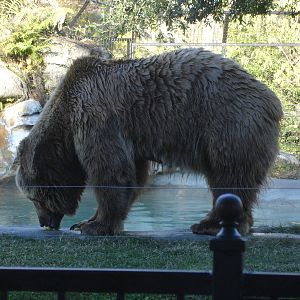 Kodiak Bear