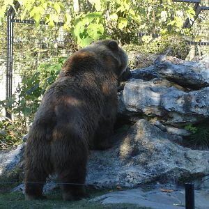 Kodiak Bear's Back (I didn't know he was gone)