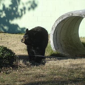 Black Bear