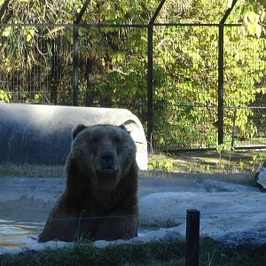 Kodiak Bear bathing