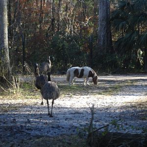 Emus and Mini Horses from jeep tour
