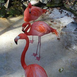 Flamingos